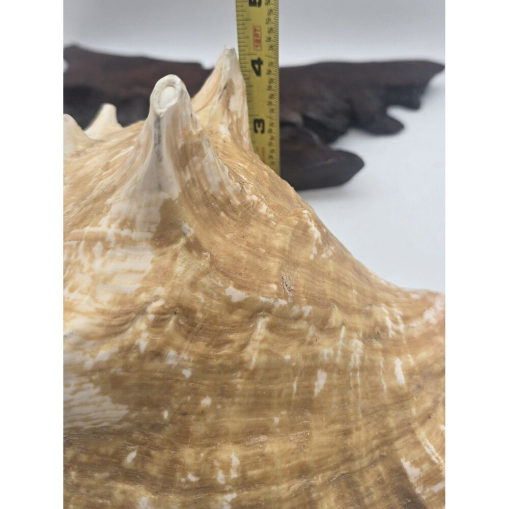 VINTAGE Large Conch Sea Shell Seashell Beach Horn - Picture 7 of 9
